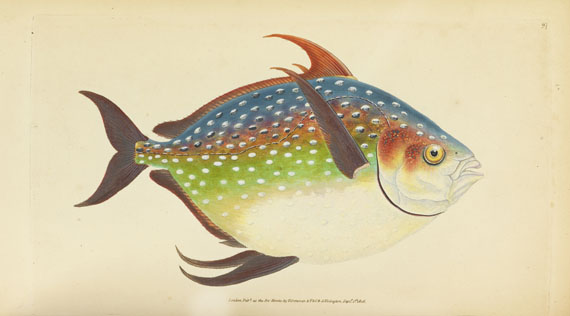 Edward Donovan - British fishes. 5 in 3 Bänden