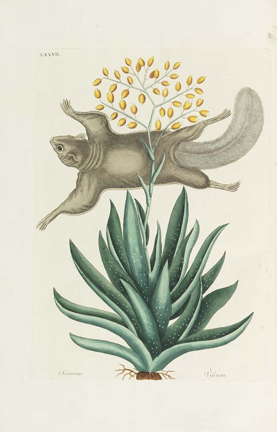 Mark Catesby - Piscium serpentum insectorum - 