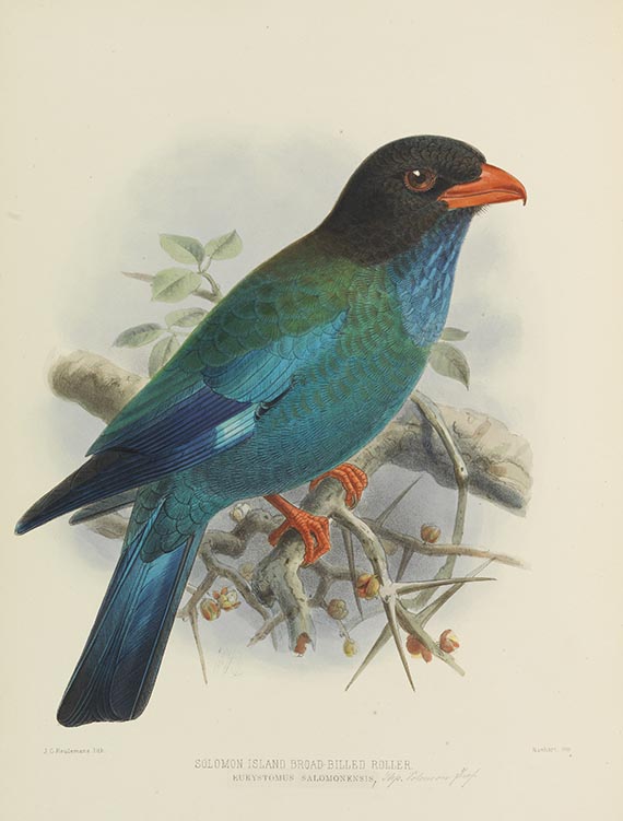 Henry Eeles Dresser - A Monograph of the Coraciidae, or the Family of the Rollers