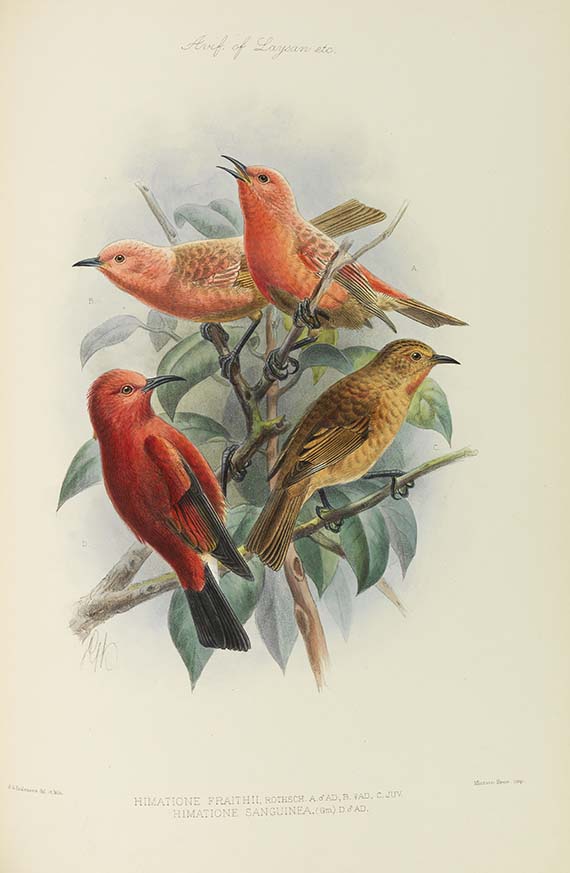 Lionel Walter Rothschild - The Avifauna of Laysan and the neighbouring islands