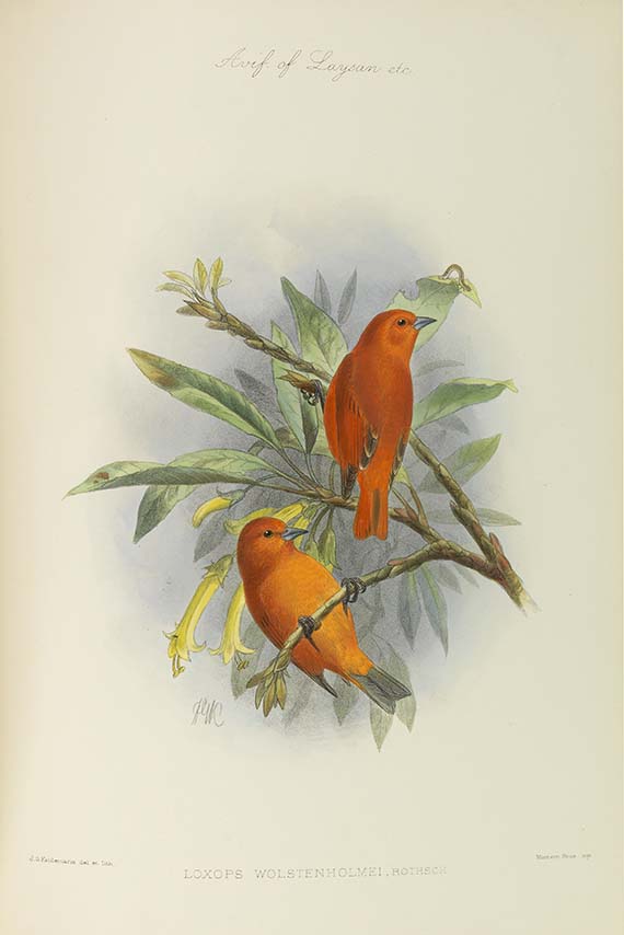 Lionel Walter Rothschild - The Avifauna of Laysan and the neighbouring islands