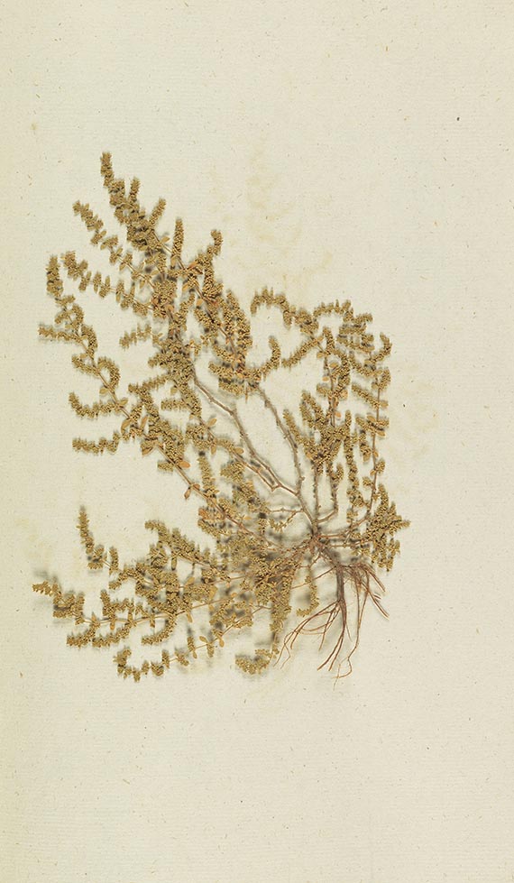 Gottfried Gärtner - Herbarium. 4 Kassetten - 