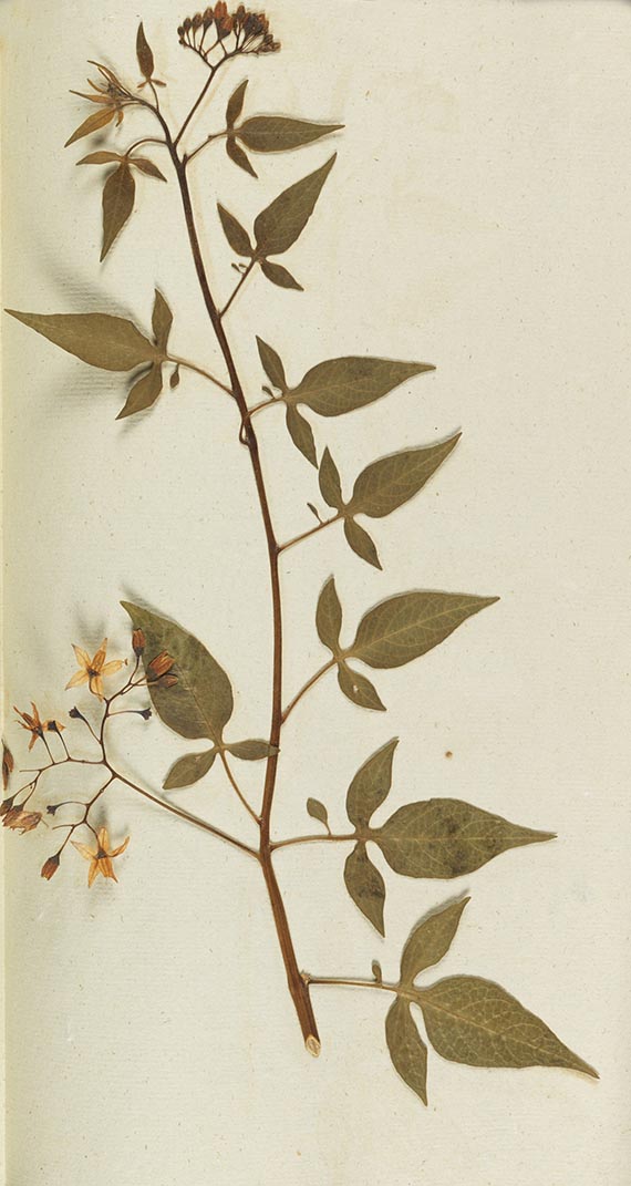 Gottfried Gärtner - Herbarium. 4 Kassetten - 
