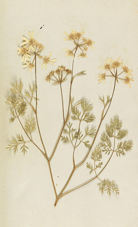Gottfried Gärtner - Herbarium. 4 Kassetten - 