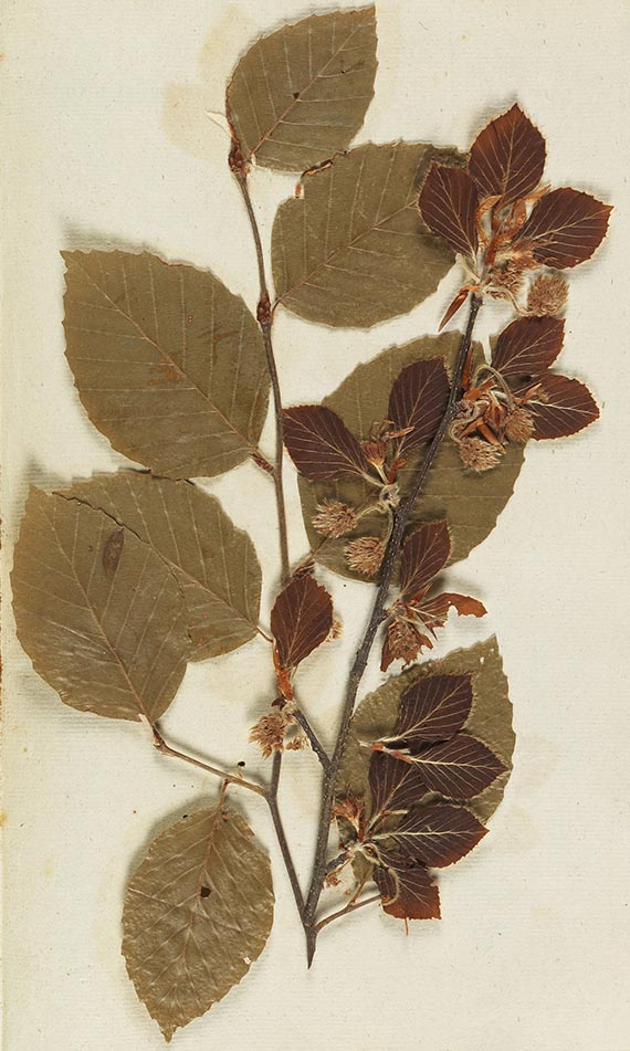Gottfried Gärtner - Herbarium. 4 Kassetten