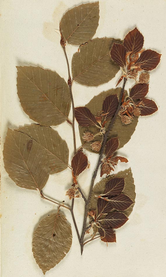 Gottfried Gärtner - Herbarium. 4 Kassetten - 