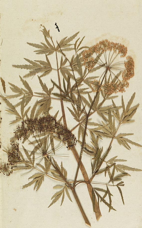 Gottfried Gärtner - Herbarium. 4 Kassetten - 