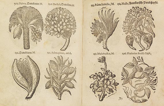 Thomas Pancovius - Herbarium portatile