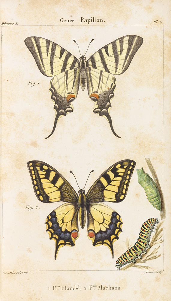 Jean-Baptiste Godart - Histoire naturelle des lépidoptères ou papillons de France. 11 in 13 Bdn - 