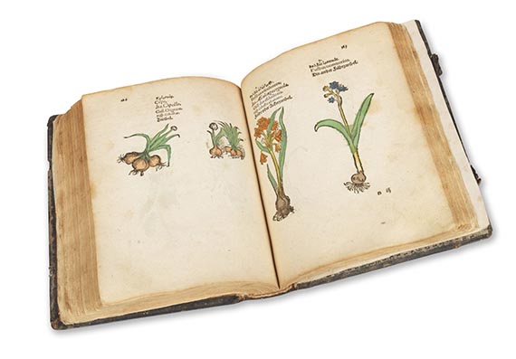   - Plantarum, arborum, fructium, et herbarum effigies - 