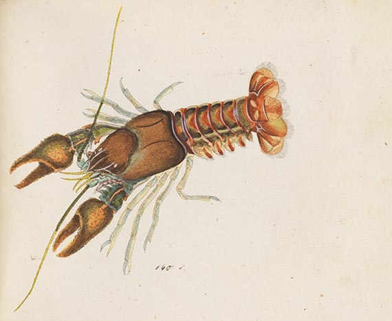 Georg Wolfgang Franz Panzer - Faunae insectorum Germanicae Initia. 190 Hefte und Index in 51 Bänden. - 