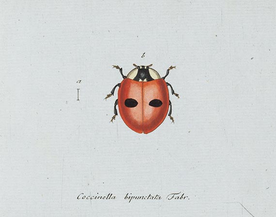 Georg Wolfgang Franz Panzer - Faunae insectorum Germanicae Initia. 190 Hefte und Index in 51 Bänden. - 