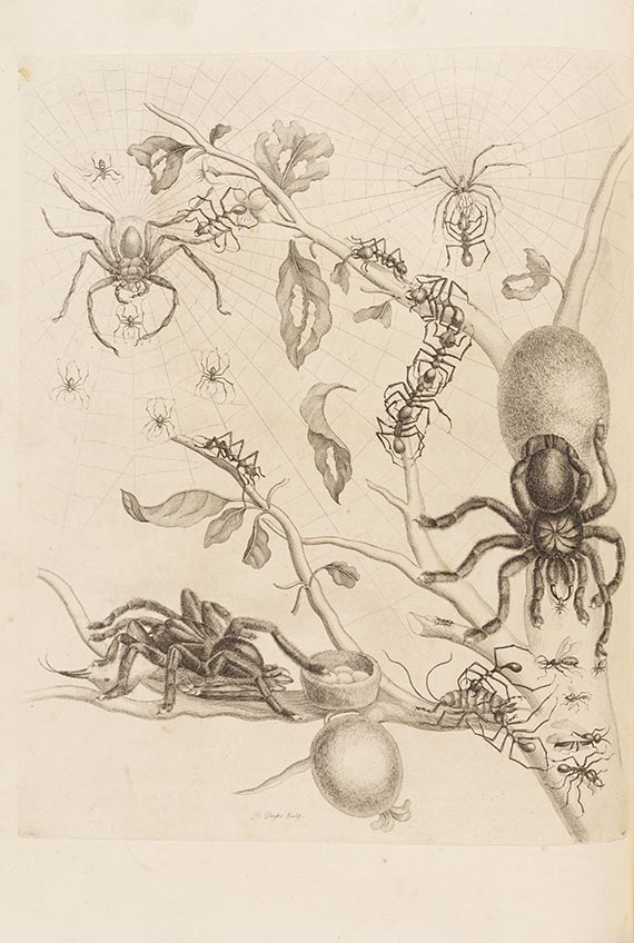 Maria Sibylla Merian - De Europische Insecten. Angebunden: Surinaamsche Insecten