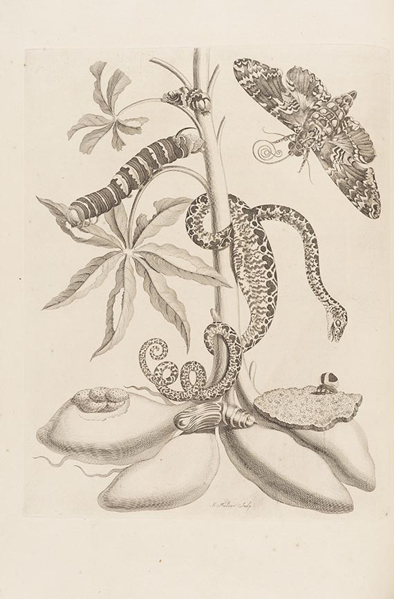 Maria Sibylla Merian - De Europische Insecten. Angebunden: Surinaamsche Insecten - 