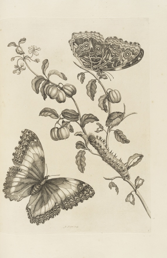 Maria Sibylla Merian - De Europische Insecten. Angebunden: Surinaamsche Insecten - 