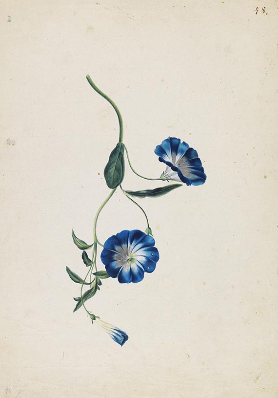 Franz Blaschek - 2 Blumenstudien: Tulpe und Zaunwinde