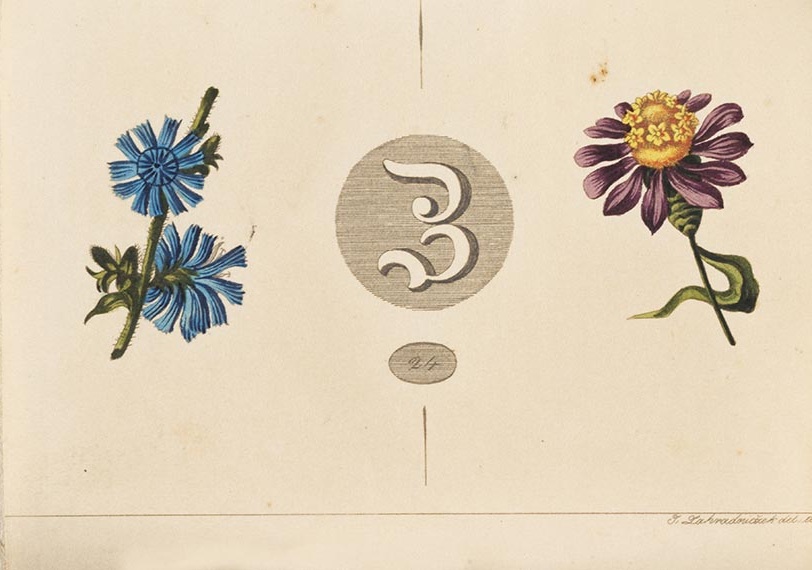 Anton Sturm - Flora's lieblichste Kinder