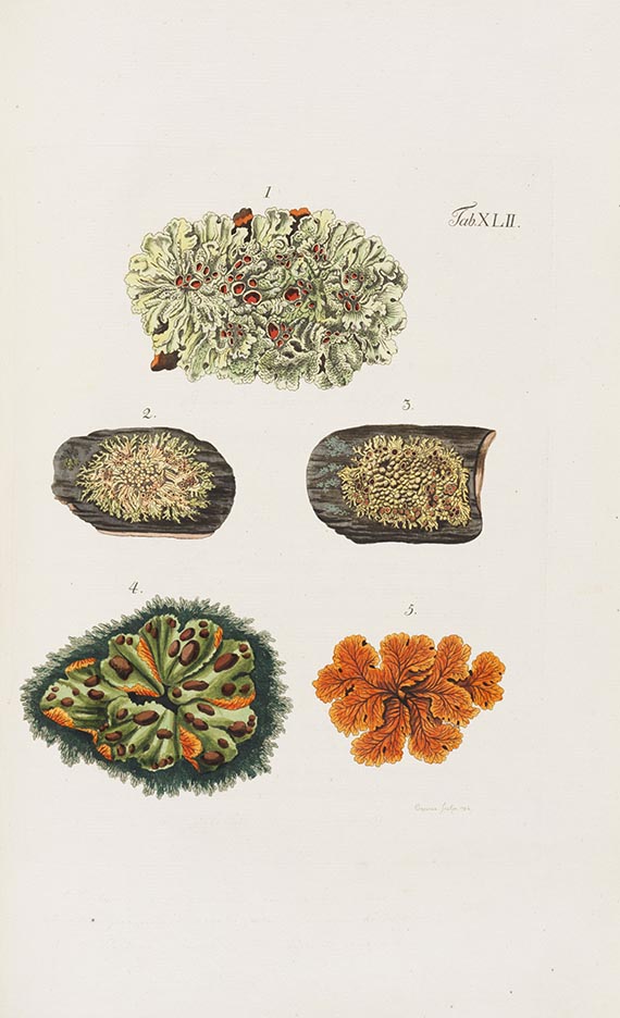 Georg Franz Hoffmann - Descriptio et adumbratio plantarum  ... Lichenes dicuntur