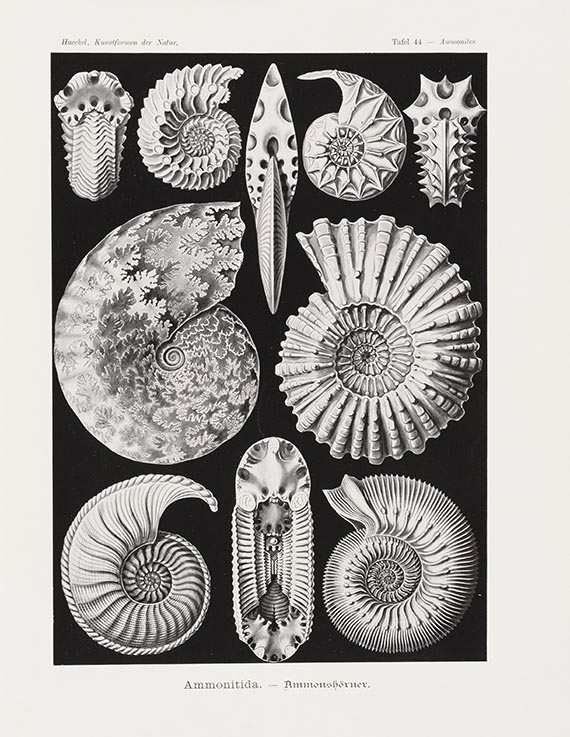 Ernst Haeckel - Kunstformen der Natur. 2 Kassetten - 