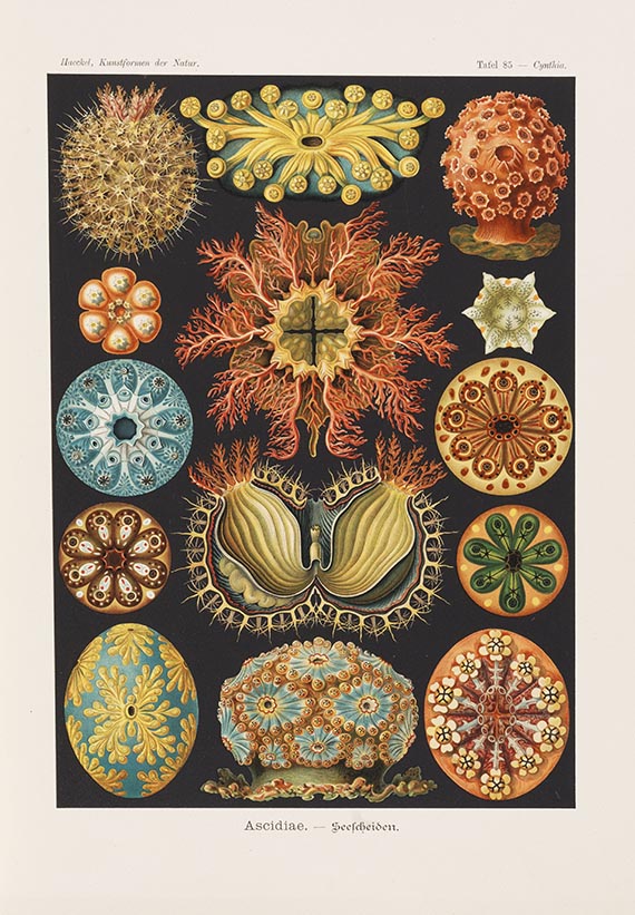 Ernst Haeckel - Kunstformen der Natur. 2 Kassetten