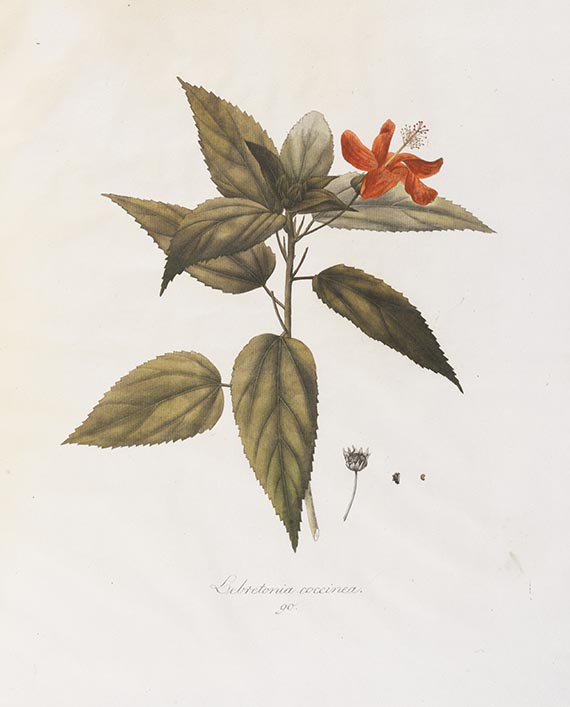 Franz de Paula von Schrank - Plantae rariores horti academici Monacensis