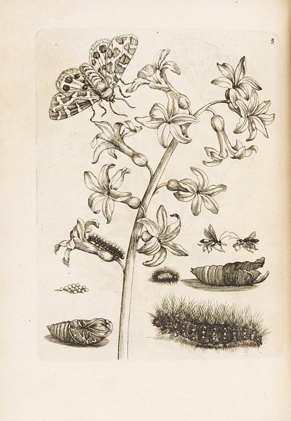 Maria Sibylla Merian - Erucarum ortus, alimentum et paradoxa metamorphosis