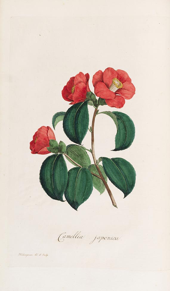 Carl Gottfried Voorhelm Schneevoogt - Icones Plantarum Rariorum