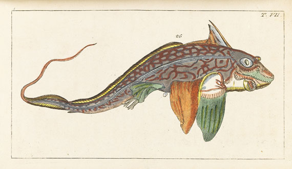 Gottlieb Tobias Wilhelm - Unterhaltungen aus der Naturgeschichte - 
