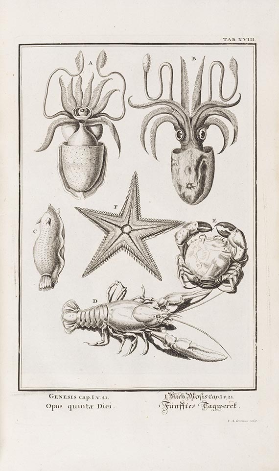 Johann Jakob Scheuchzer - Physica Sacra - 