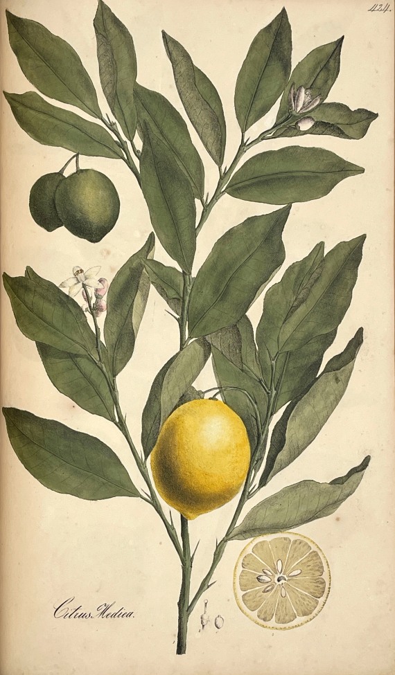 Theodor Friedrich Ludwig Nees von Esenbeck - Plantae officinales. 3 Bände - 