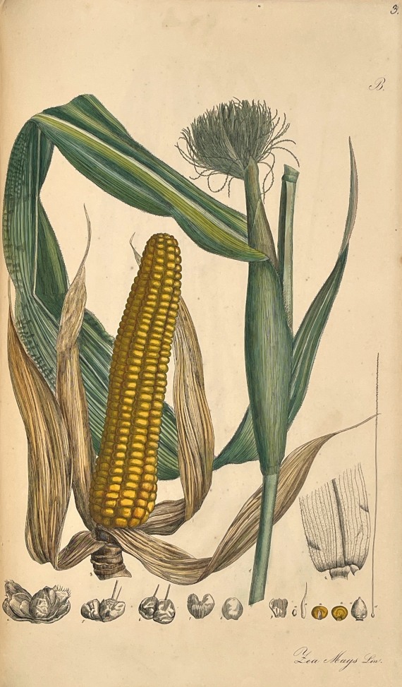 Theodor Friedrich Ludwig Nees von Esenbeck - Plantae officinales. 3 Bände - 