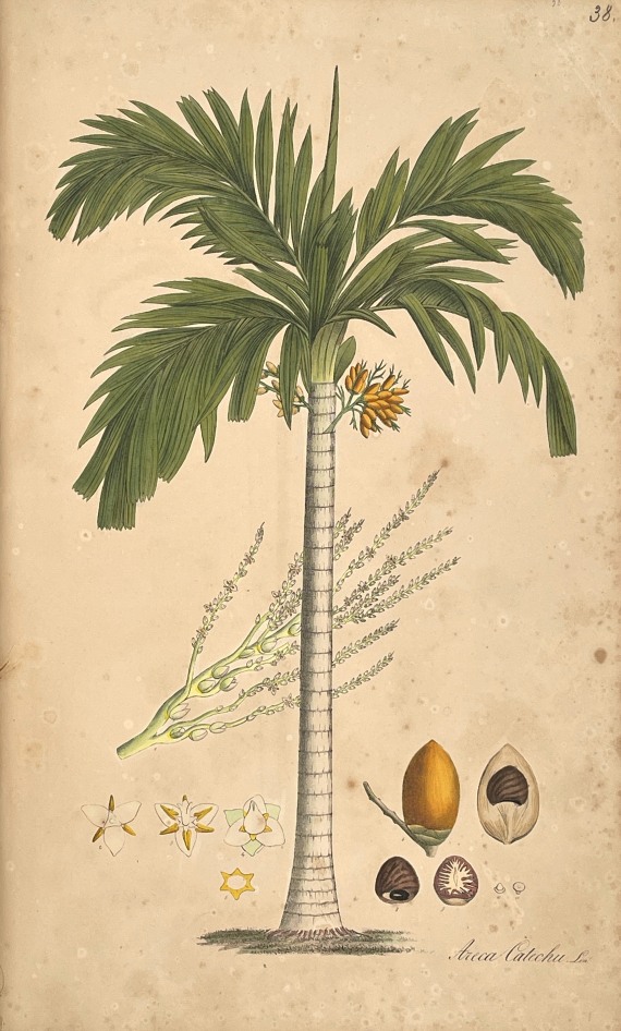 Theodor Friedrich Ludwig Nees von Esenbeck - Plantae officinales. 3 Bände - 