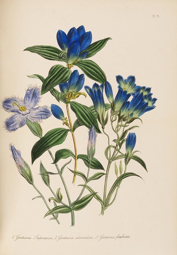Jane C. Webb Loudon - The Ladies' Flower-garden. 4 Werke in 5 Bänden - 