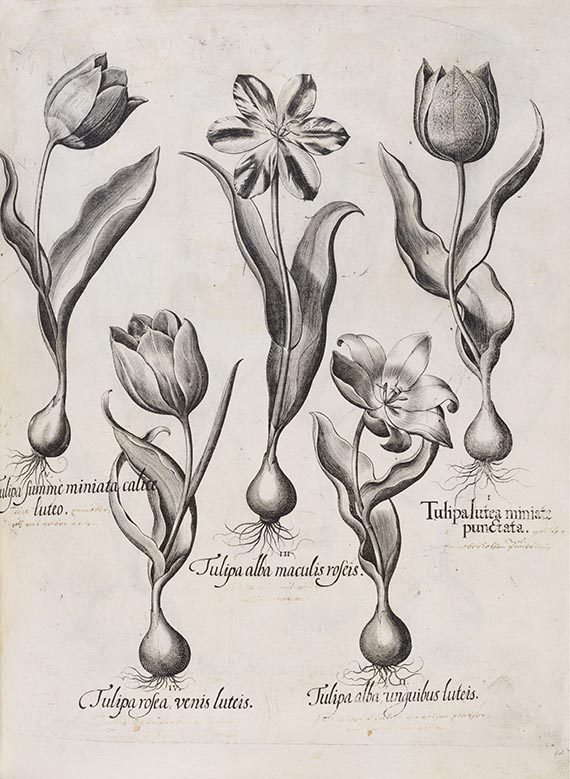 Basilius Besler - Hortus Eystettensis. Verlagseinband - 