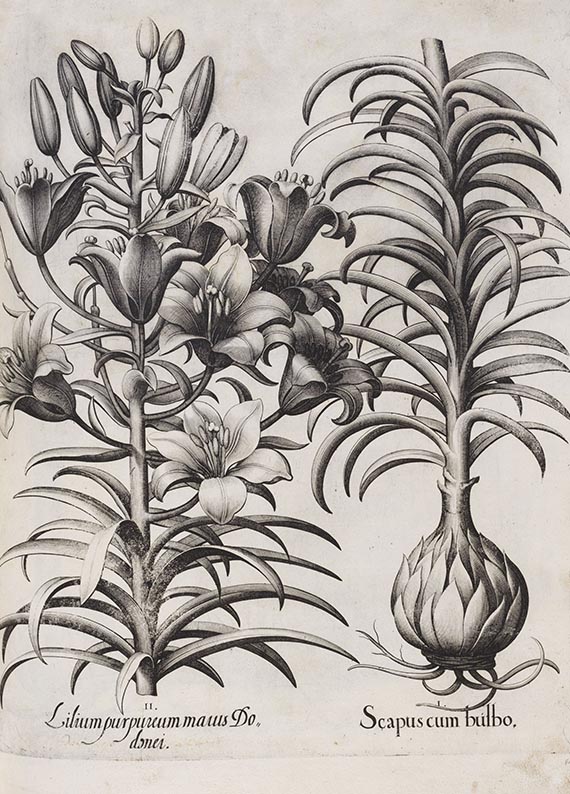 Basilius Besler - Hortus Eystettensis. Verlagseinband - 