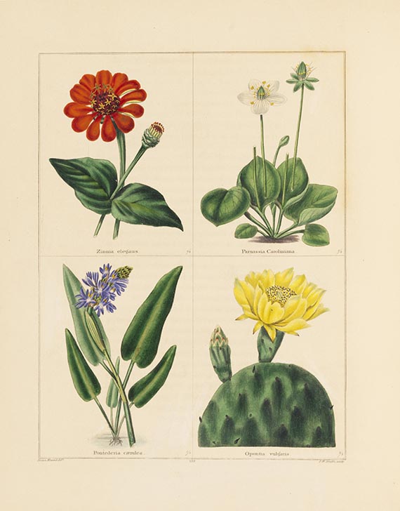 Benjamin Maund - The Botanic Garden