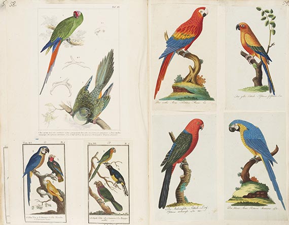   - Sammelalbum mit Vogel-Illustrationen