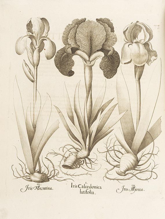 Basilius Besler - Hortus Eystettensis. 2 Bände